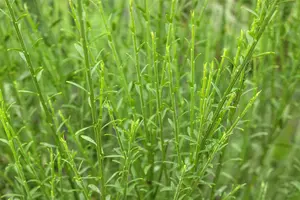 Cytisus 'Lena' - P11 - image 2