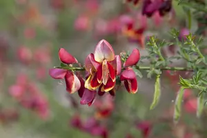 Cytisus 'Maria Burkwood' - P11