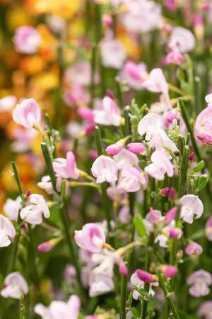 Cytisus 'Moyclare Pink' - 3 Ltr pot - image 3