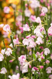 Cytisus 'Moyclare Pink' - 3 Ltr pot - image 3