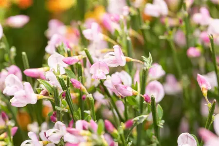 Cytisus 'Moyclare Pink' - 1.5 Ltr pot - image 2