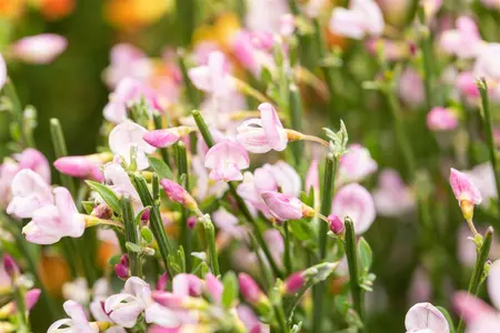 Cytisus 'Moyclare Pink' - 3 Ltr pot - image 2