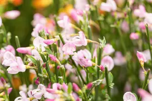 Cytisus 'Moyclare Pink' - 3 Ltr pot - image 2