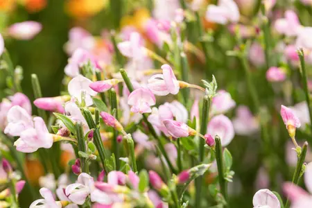Cytisus 'Moyclare Pink' - 30-40 CM C2 - image 2