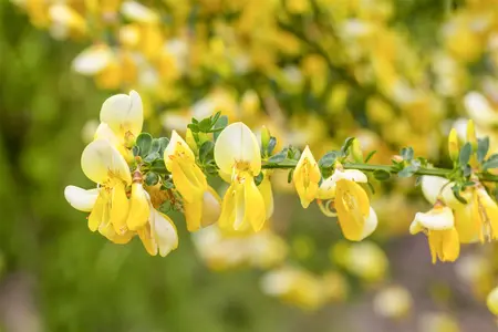 Cytisus praecox 'Allgold' - 7.5 Ltr pot