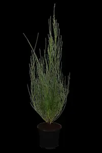 Cytisus 'Red Abe'