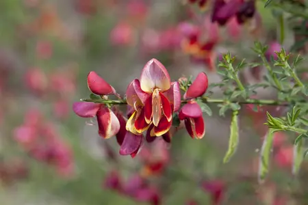 Cytisus 'Red Abe' - 3 Ltr pot - image 2