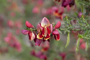 Cytisus 'Red Abe' - 3 Ltr pot - image 2
