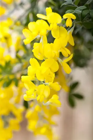 Cytisus 'Red Lion' - 30-40 CM C2