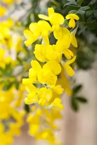 Cytisus 'Red Lion'