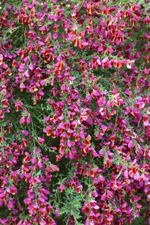 Cytisus 'Roter Favorit' - P9