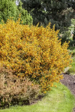 Cytisus scoparius - P9 - image 3