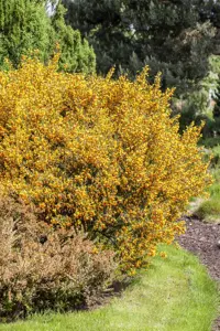 Cytisus scoparius - P9 - image 3