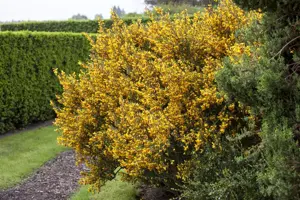 Cytisus scoparius - 1/0 30-40 CM - image 5