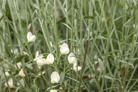 Cytisus 'White Lion' - P9 - image 2