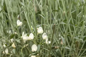 Cytisus 'White Lion' - P9 - image 2