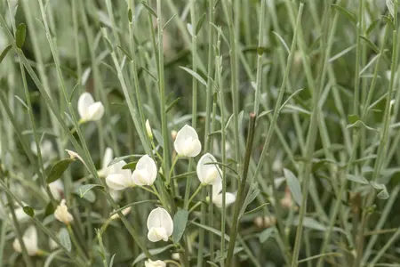 Cytisus 'White Lion' - 7.5 Ltr pot - image 2