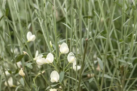Cytisus 'White Lion' - P13 - image 2