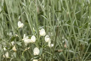 Cytisus 'White Lion' - P11 - image 2