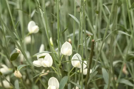 Cytisus 'White Lion' - P9 - image 1