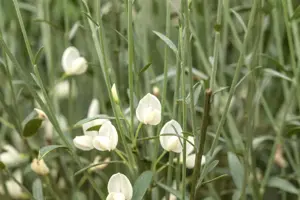 Cytisus 'White Lion'