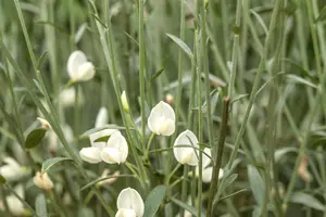 Cytisus 'White Lion' - 7.5 Ltr pot - image 2