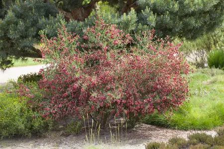 Cytisus 'Windlesham Ruby' - 40-50 CM C4 - image 2