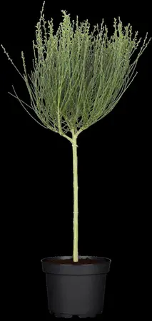 Cytisus 'Windlesham Ruby' - 40-50 CM C4 - image 1