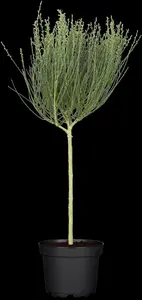 Cytisus 'Windlesham Ruby'