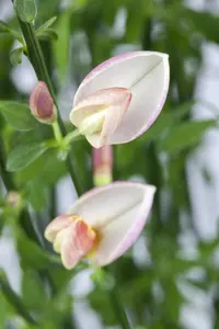 Cytisus 'Zeelandia' - 7.5 Ltr pot - image 2