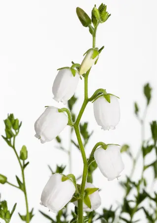 Daboecia cant. 'Alba' - P12