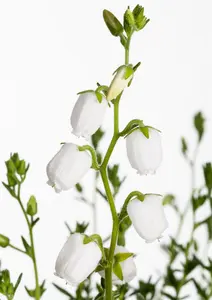 Daboecia cant. 'Alba'