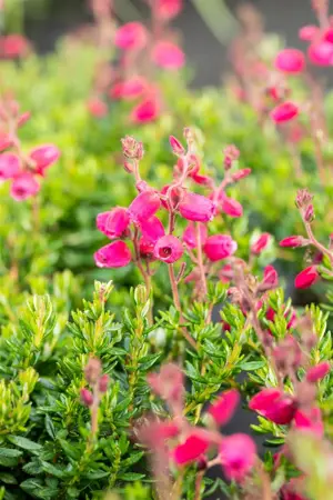 Daboecia cant. 'Angelina' - 1.5 Ltr pot - image 3