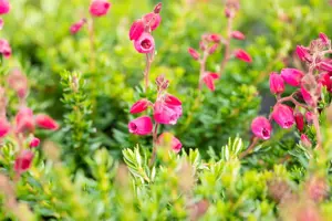 Daboecia cant. 'Angelina' - 1.5 Ltr pot - image 4