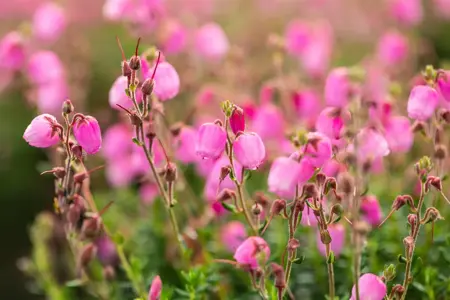 Daboecia cant. 'Rosella' - 1.5 Ltr pot - image 2