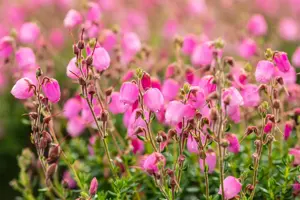 Daboecia cant. 'Rosella' - 1.5 Ltr pot - image 3
