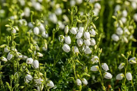 Daboecia cant. white - 3 Ltr pot - image 1
