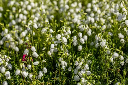 Daboecia cant. white - 3 Ltr pot - image 2