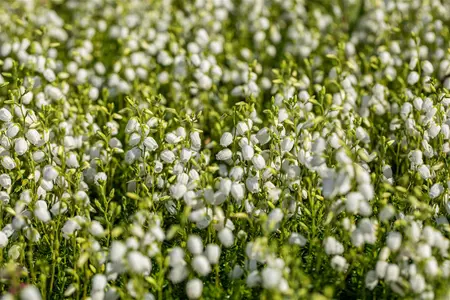 Daboecia cant. white - 3 Ltr pot - image 3