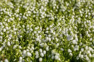 Daboecia cant. white - 3 Ltr pot - image 3