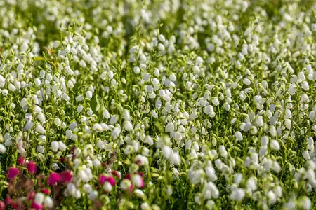 Daboecia cant. white - 3 Ltr pot - image 4