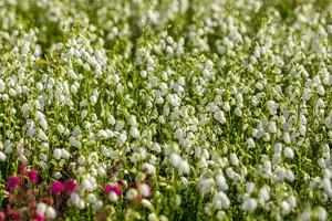 Daboecia cant. white - 3 Ltr pot - image 4