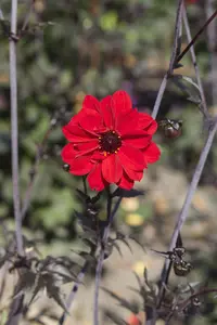 Dahlia 'Bishop of Llandaff' - 4.5 Ltr pot - image 2