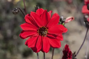 Dahlia 'Bishop of Llandaff'