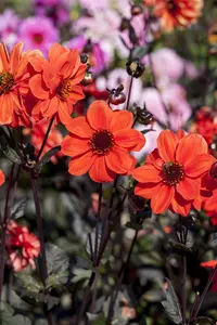 Dahlia 'Bishop of York' - 4.5 Ltr pot - image 5