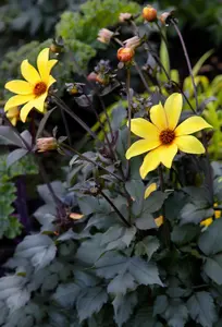 Dahlia 'Bishop of York' - 4.5 Ltr pot - image 2