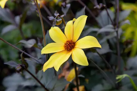 Dahlia 'Bishop of York' - 4.5 Ltr pot - image 3