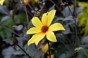 Dahlia 'Bishop of York' - 4.5 Ltr pot - image 3