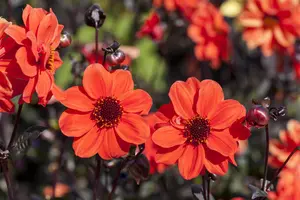 Dahlia 'Bishop of York' - 4.5 Ltr pot - image 4
