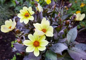 Dahlia 'Bishop of York'